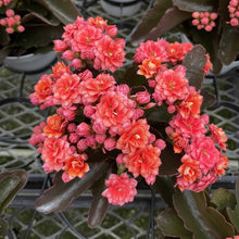 Flowering Calandiva - Kalanchoe - 4" Live Plant: Orange