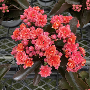 Flowering Calandiva - Kalanchoe - 4" Live Plant: Orange