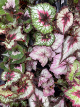 Rex Begonia - 4" Live Plant - Assorted Color - Grace on Broadway 