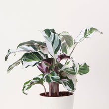 Calathea 'Stella' - Live Plant: 6-inch Pot