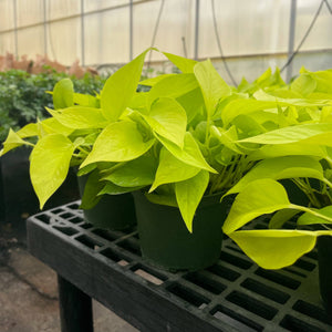 Neon Pothos Plant - Live Plant: 3" Pot