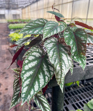 Cissus Discolor - Rex Begonia Vine - Live Plant: 6" Pot