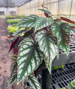Cissus Discolor - Rex Begonia Vine - Live Plant: 6" Pot