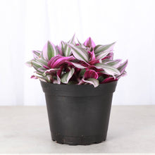 Tradescantia Nanouk - Live Plant: 6" Pot