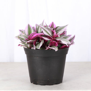 Tradescantia Nanouk - Live Plant: 6
