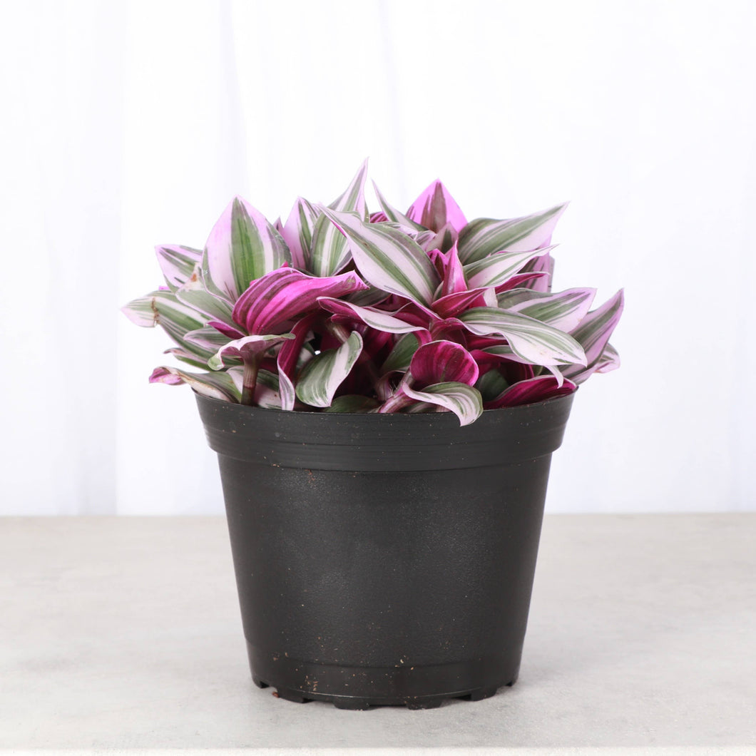 Tradescantia Nanouk - Live Plant: 6