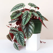 Cissus Discolor - Rex Begonia Vine - Live Plant: 6" Pot