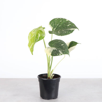 Thai Constellation Monstera - 4
