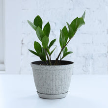 Rustic Planter for Houseplants, Multiple Sizes: Green / Small