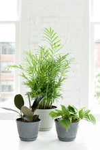 Rustic Planter for Houseplants, Multiple Sizes: Green / Small