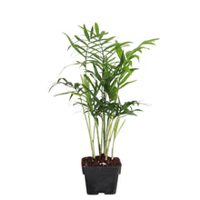 Neanthe Bella Palm, Parlor Palm - Live Plant: 6" Pot