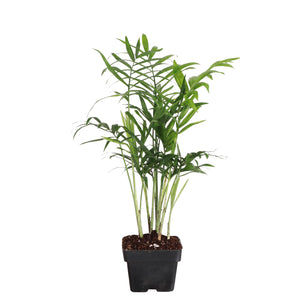 Neanthe Bella Palm, Parlor Palm - Live Plant: 6" Pot