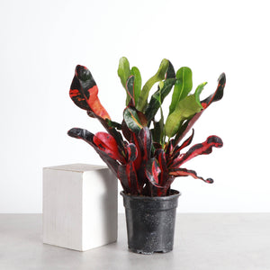 Mammy Croton - Live Plant: 3" Pot