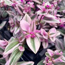 Tradescantia Nanouk - Live Plant: 6" Pot