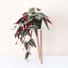 Cissus Discolor - Rex Begonia Vine - Live Plant: 6" Pot