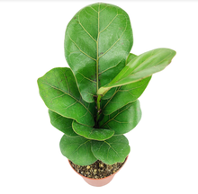 Ficus Lyrata Little Sunshine - Fiddle Leaf Fig  - 4 inch