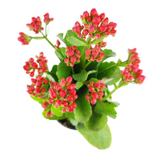 Kalanchoe blossfeldiana 'Calandiva Red' in 2"/4.5"/6" Pot: 6" Pot / Flower