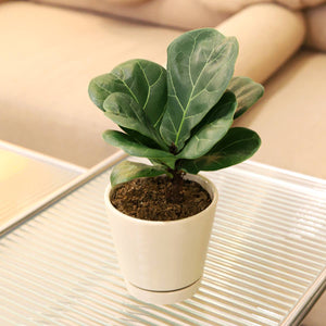 Ficus Lyrata Little Sunshine - Fiddle Leaf Fig  - 4 inch