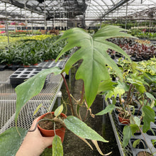 Philodendron Mayoi - 4" Live Plant