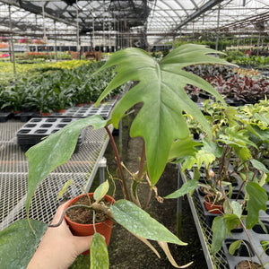 Philodendron Mayoi - 4" Live Plant
