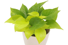 Neon Pothos Plant - Live Plant: 3" Pot