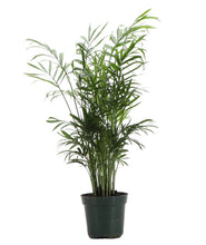 Neanthe Bella Palm, Parlor Palm - Live Plant: 6" Pot