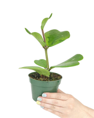 Trailing Hoya Kerrii Heart (At least 3+ leaves) - 4/6 inch: 4 inch