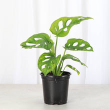 Swiss Cheese Plant, Monstera Adansonii - Live Plant: 4" Pot