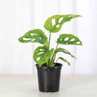 Swiss Cheese Plant, Monstera Adansonii - Live Plant: 4