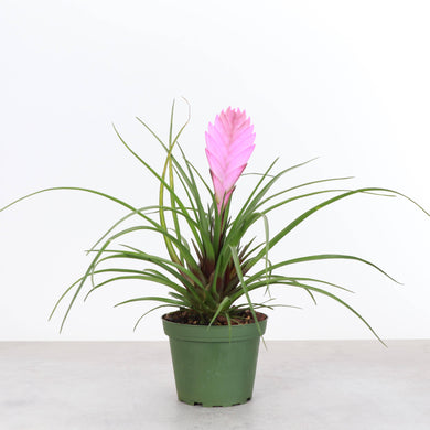 Pink Quill Bromeliad - 4