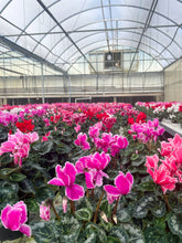 Blooming Cyclamen - Assorted Color - 6" Live Plant