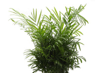 Neanthe Bella Palm, Parlor Palm - Live Plant: 6" Pot
