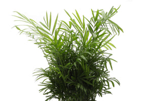 Neanthe Bella Palm, Parlor Palm - Live Plant: 6" Pot