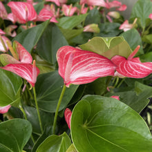 Candy Cane Anthurium, Flamingo Flower - 6" Live Plant
