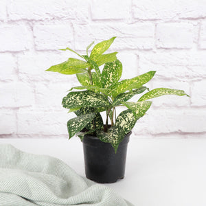 Gold Dust Dracaena - Live Plant: 4" Pot
