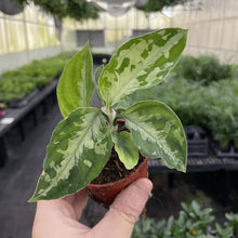 Aglaonema Pictum Peacock - Tricolor - 3" Live Plant - RARE