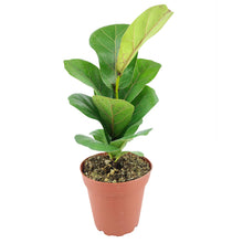 Ficus Lyrata Little Sunshine - Fiddle Leaf Fig  - 4 inch