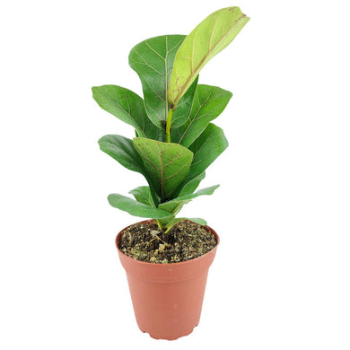 Ficus Lyrata Little Sunshine - Fiddle Leaf Fig  - 4 inch