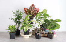 Grower's Choice Houseplant Assortment - 3" Live Plants: Standard