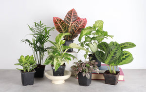 Grower's Choice Houseplant Assortment - 3" Live Plants: Standard