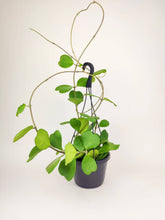 Trailing Hoya Kerrii Heart (At least 3+ leaves) - 4/6 inch: 4 inch