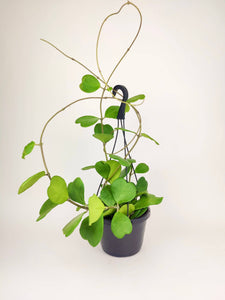 Trailing Hoya Kerrii Heart (At least 3+ leaves) - 4/6 inch: 4 inch