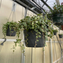 String of Turtles Hanging Pot - 5" Live Plant
