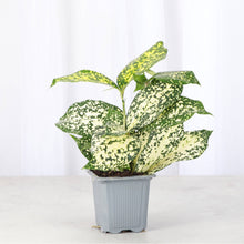 Gold Dust Dracaena - Live Plant: 4" Pot
