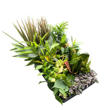 Grower's Choice Houseplant Assortment - 3" Live Plants: Standard