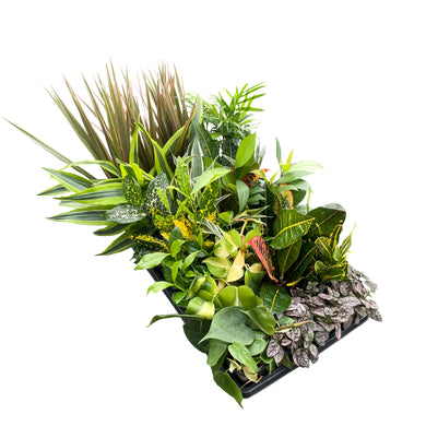 Grower's Choice Houseplant Assortment - 3