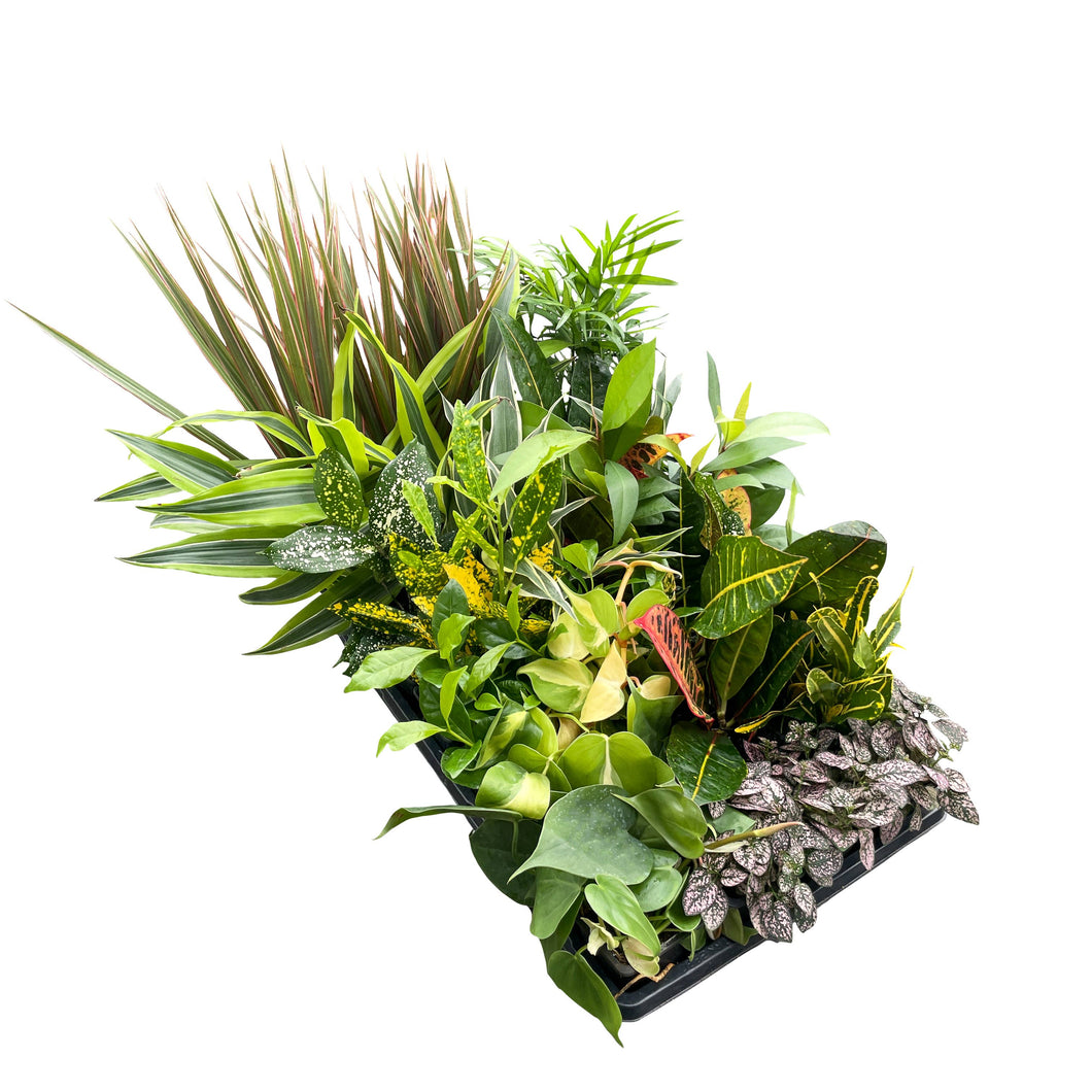 Grower's Choice Houseplant Assortment - 3