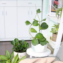 Trailing Hoya Kerrii Heart (At least 3+ leaves) - 4/6 inch: 4 inch