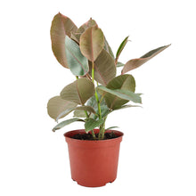 Ficus Tineke - Ficus Elastica Ruby Pink - 4/6 inch  Pot: 6 inch