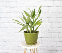 Rustic Planter for Houseplants, Multiple Sizes: Green / Small